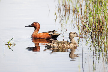 Cinnamon teal duck