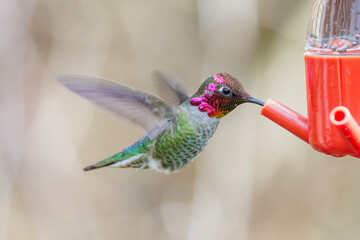 Fototapeta premium Anna's hummingbird
