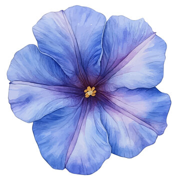 Morning Glory Flower, watercolor clipart vector, isolated on a white background.