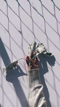a hand gently holding silvery dusty miller leaves against a white surface, creating calm natural shadows and a minimalist botanical feel.