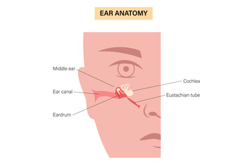 Eustachian tube poster