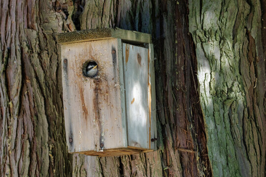 Red breasted nuthatch bird
