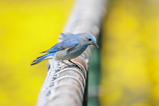 Mountain bluebird