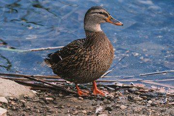 Duck on Water background 