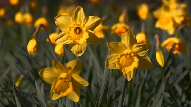 daffodils, yellow spring flowers, dancing in breeze, sunny weather, seasonal scene