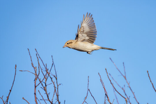 Northern shrike bird