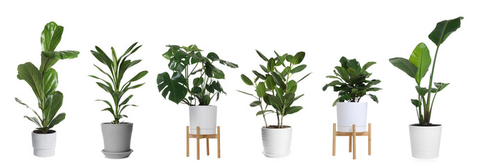 Collection of house plants in pots isolated on white