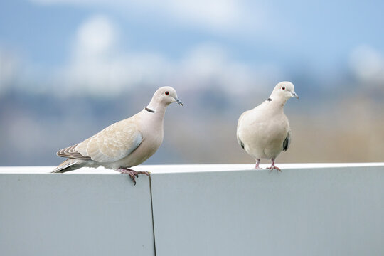 Eurasian collared dove