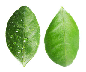 Green leaves of citrus plant isolated on white