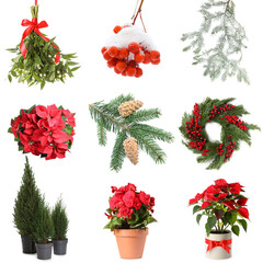 Fototapeta premium Plants of winter season isolated on white, set