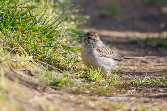 Brewer&rsquo;s Sparrow bird
