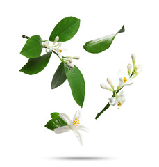 Citrus flowers and leaves falling on white background