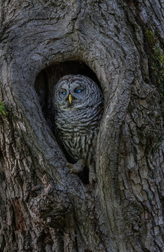 Barred Owl