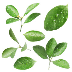 Citrus plant. Set of green leaves isolated on white