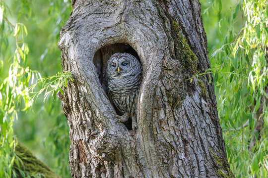 Barred Owl
