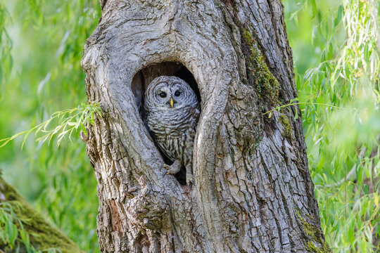 Barred Owl