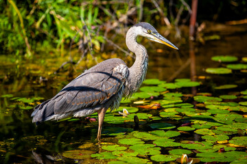 Grey heron 