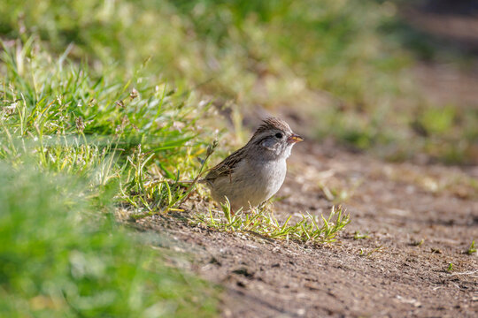 Brewer&rsquo;s Sparrow bird