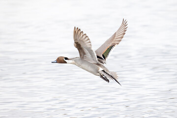 Fototapeta premium Northern pintail duck