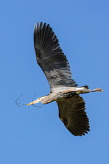 Great blue heron