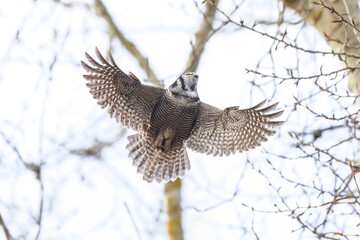 Northern hawk owl