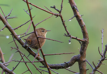 Small birds like warblers, wrens, goldfinches, etc. on a rainy morning!