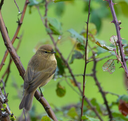 Small birds like warblers, wrens, goldfinches, etc. on a rainy morning!