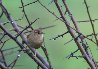 Small birds like warblers, wrens, goldfinches, etc. on a rainy morning!