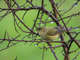 Small birds like warblers, wrens, goldfinches, etc. on a rainy morning!