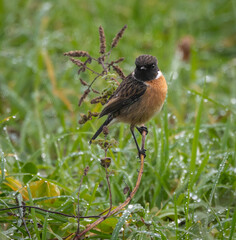 Small birds like warblers, wrens, goldfinches, etc. on a rainy morning!