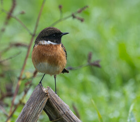 Small birds like warblers, wrens, goldfinches, etc. on a rainy morning!