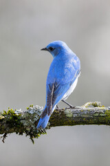 Mountain bluebird