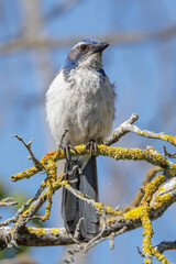 California Scrub-Jay