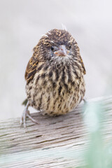 Red-winged blackbird bird