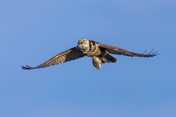 Northern hawk owl