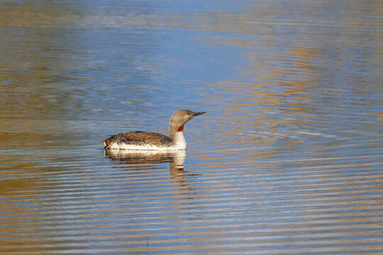 Red-throated loon
