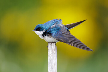 Mountain bluebird