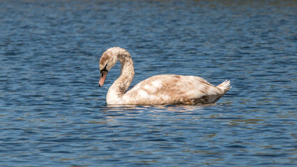 swan in the water