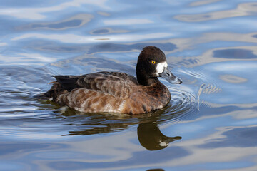  Lesser Scaup duck