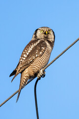 Northern hawk owl