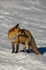 Fototapeta premium red fox in snow