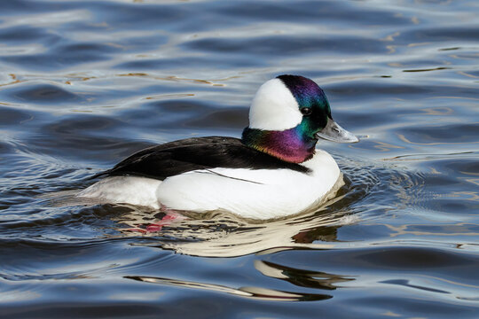 Bufflehead duck