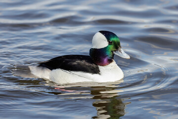 Bufflehead duck