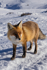 Fototapeta premium fox in the snow