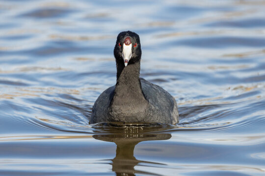 American coot