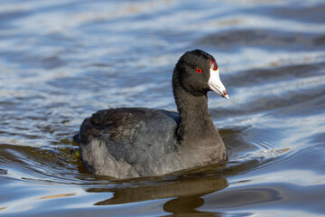 American coot