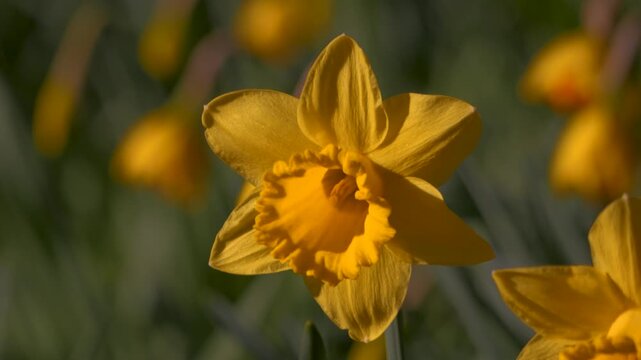 daffodil, close up yellow spring flower dancing in breeze, shallow focus depth of field