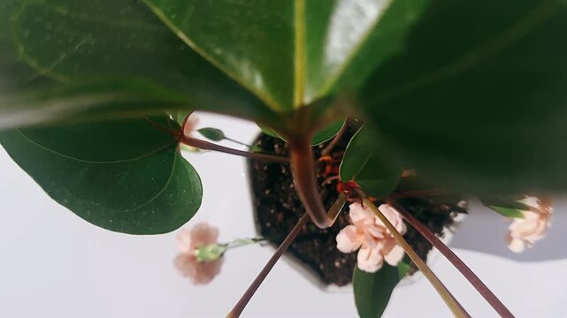 A vibrant red anthurium with smooth heart shaped petals and deep green leaves, highlighted by soft light against a clean background.