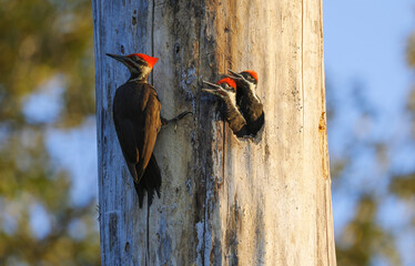 Pileated Woodpecker bird