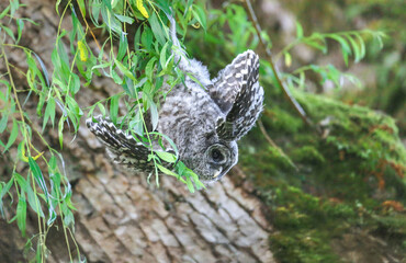 Barred Owlet